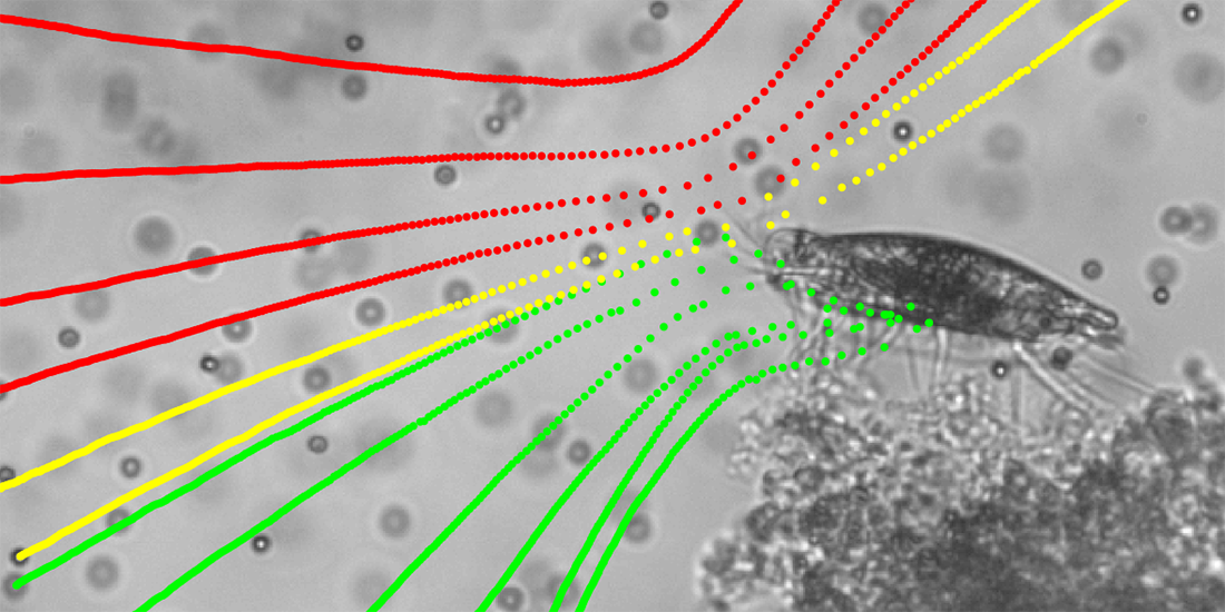 A ciliate generating a feeding current visualized by color-coded particle trajectories. Illustration: Mads Rode